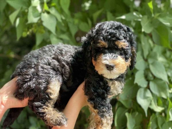 Hawkeye - Teacup Bernedoodle Boy - Image 19
