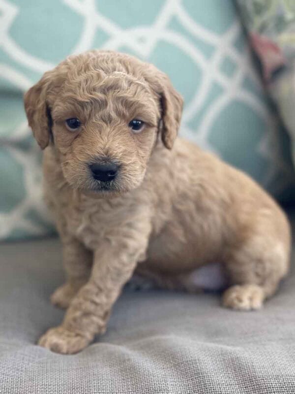 Luigi - Toy Goldendoodle Boy - Image 12