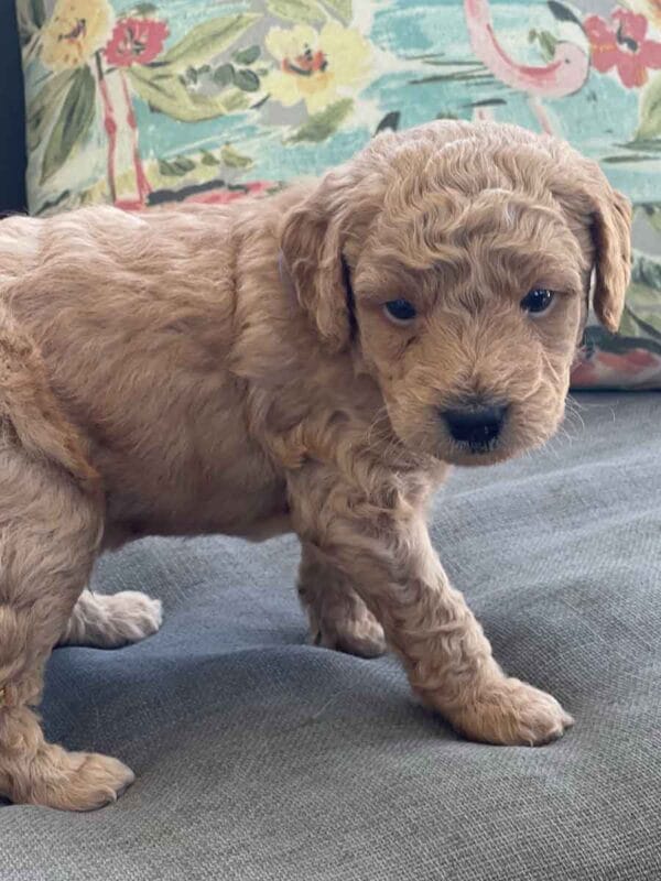 Luigi - Toy Goldendoodle Boy - Image 11