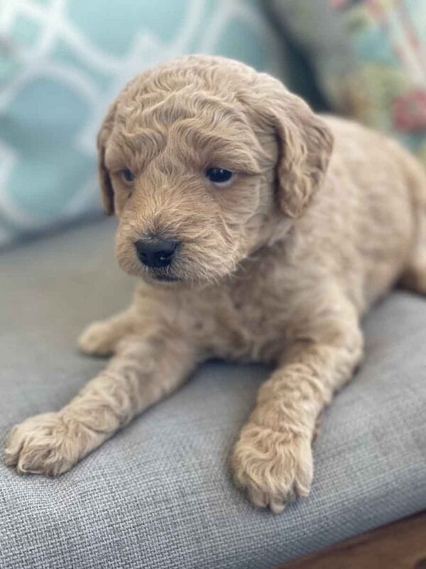 Luigi - Toy Goldendoodle Boy - Image 10