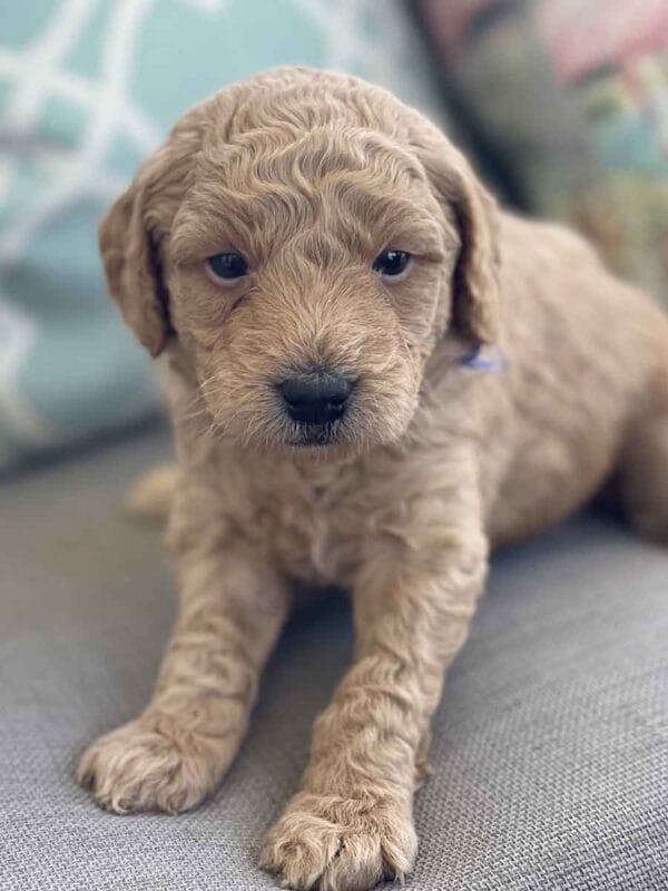 Luigi - Toy Goldendoodle Boy - Image 9
