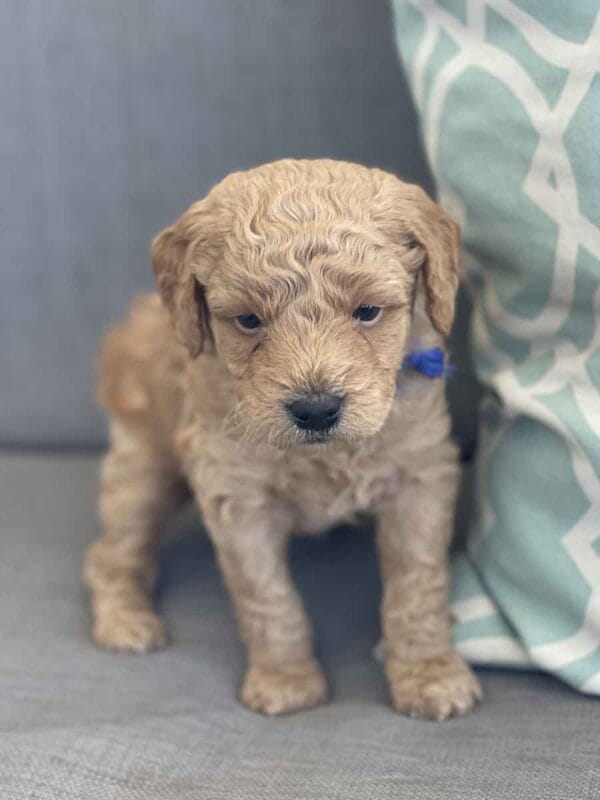 Luigi - Toy Goldendoodle Boy - Image 8