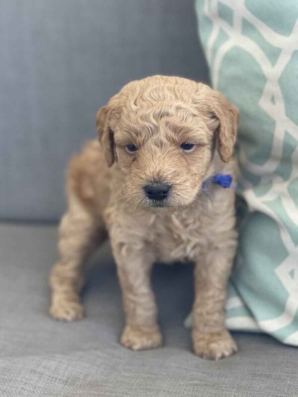 Luigi - Toy Goldendoodle Boy - Image 7