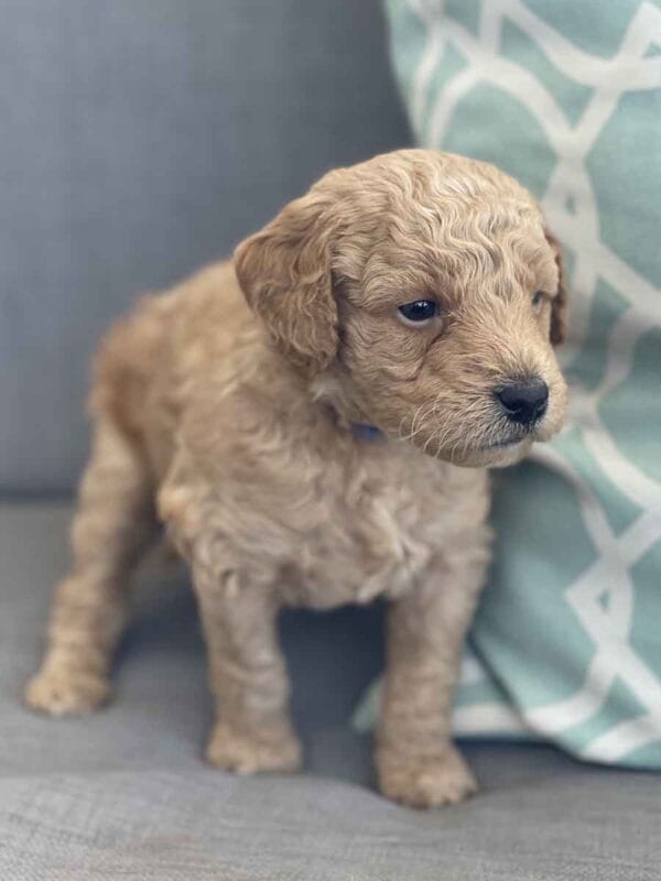 Luigi - Toy Goldendoodle Boy - Image 6