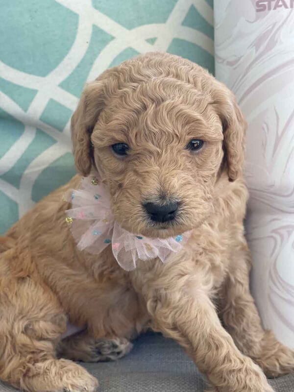 Peach - Teacup Goldendoodle Girl - Image 8