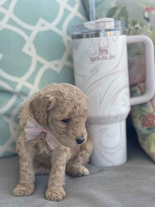 Peach - Teacup Goldendoodle Girl - Image 7