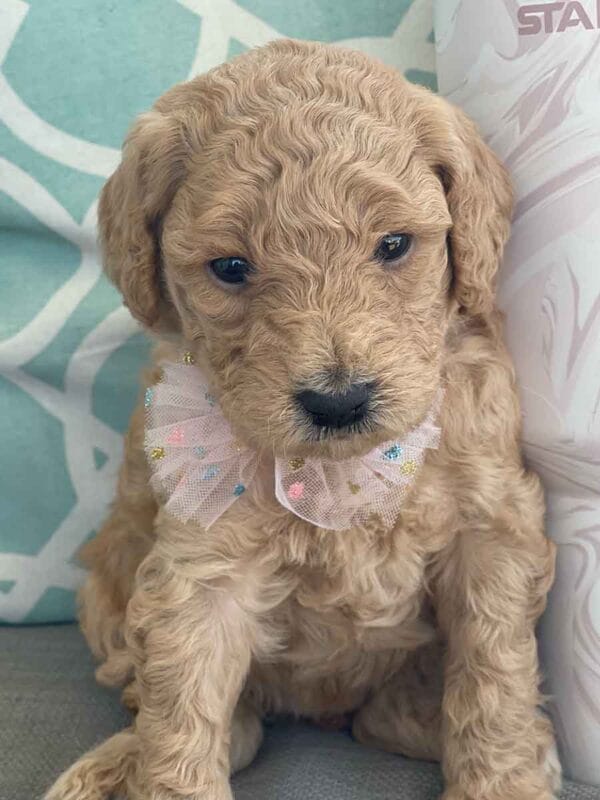 Peach - Teacup Goldendoodle Girl - Image 6