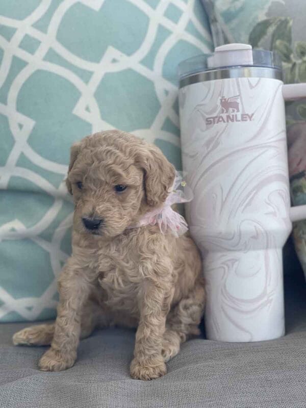 Peach - Teacup Goldendoodle Girl - Image 5