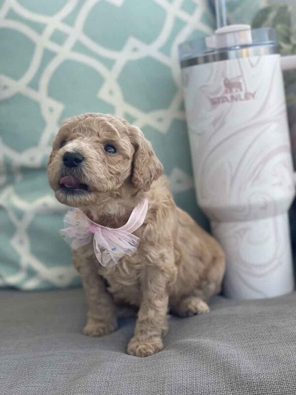 Peach - Teacup Goldendoodle Girl - Image 3