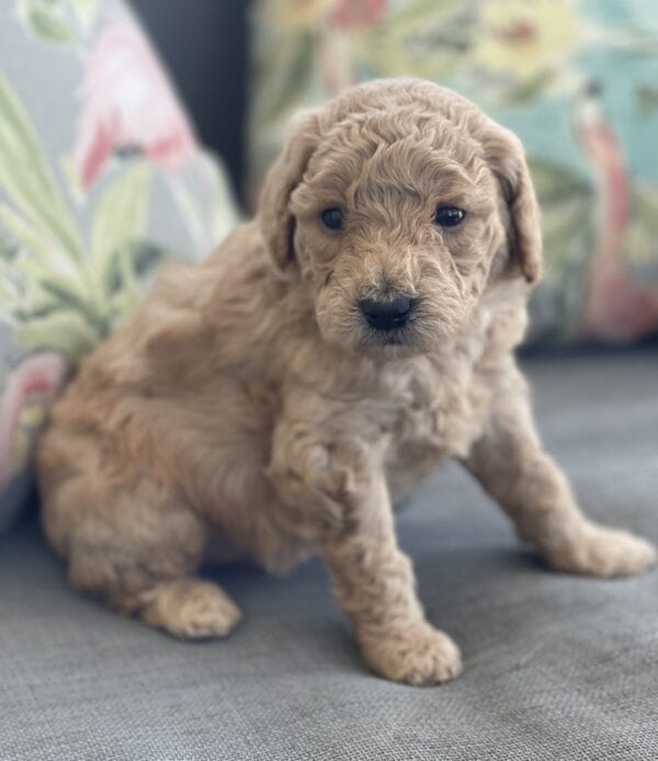 Peach - Teacup Goldendoodle Girl - Image 2