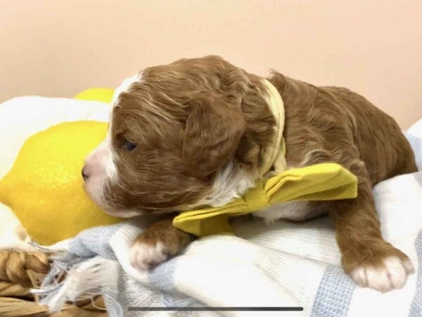 Scout - Teacup Cavapoo Boy - Image 6