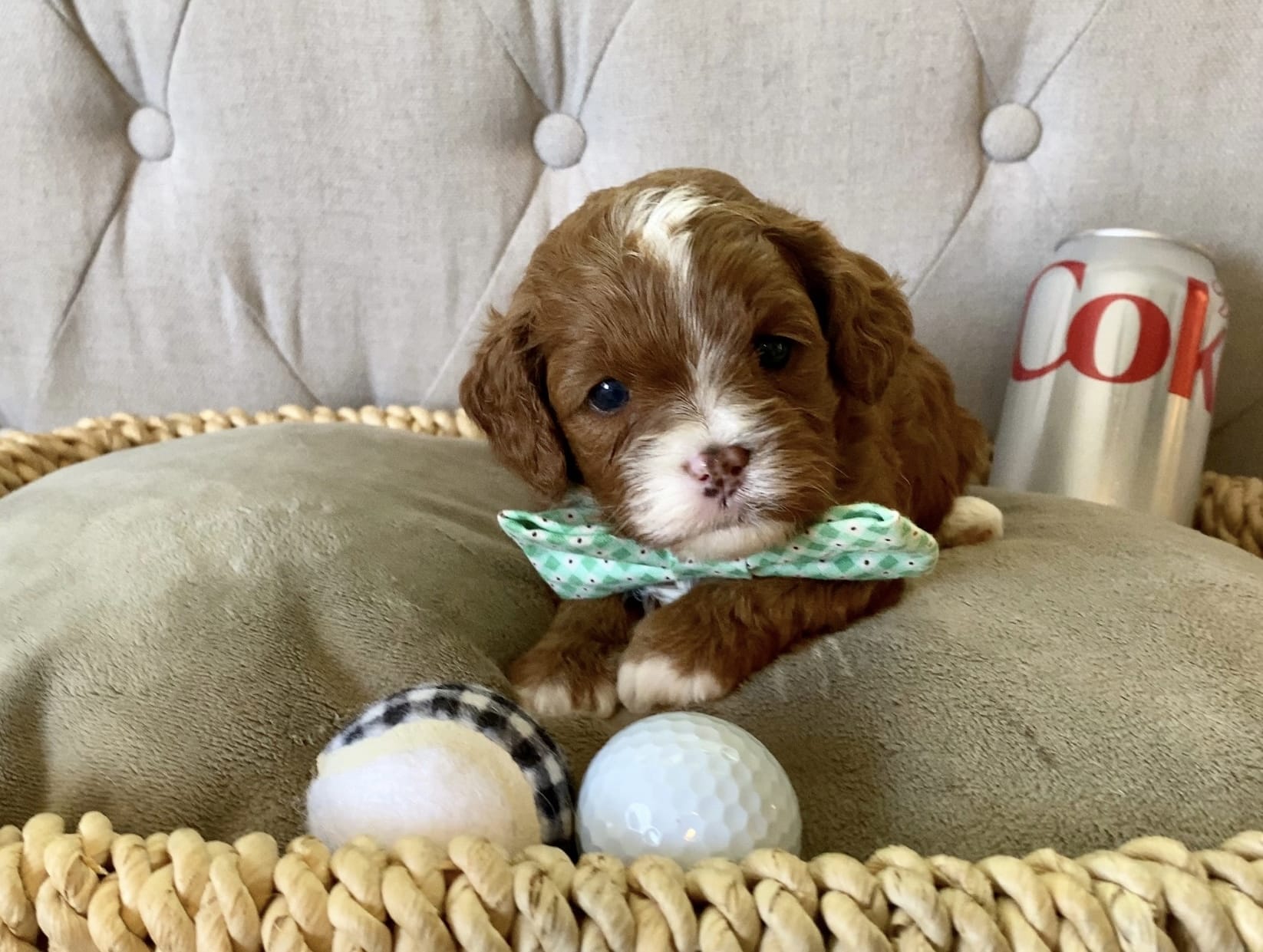 Maverick - Teacup Cavapoo Boy - Image 3