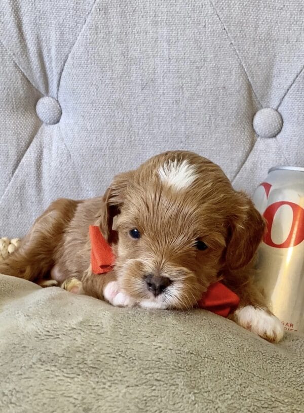 Bravo - Teacup Cavapoo Boy - Image 7