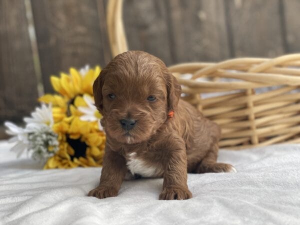 Mater - Micro Goldendoodle Boy - Image 4