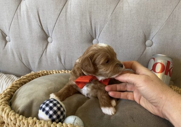 Bravo - Teacup Cavapoo Boy - Image 4