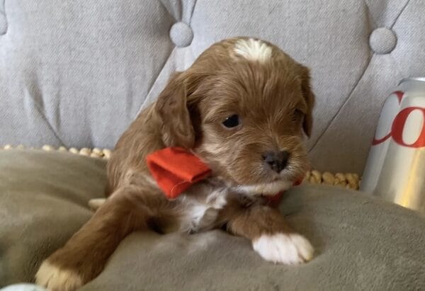 Bravo - Teacup Cavapoo Boy - Image 3