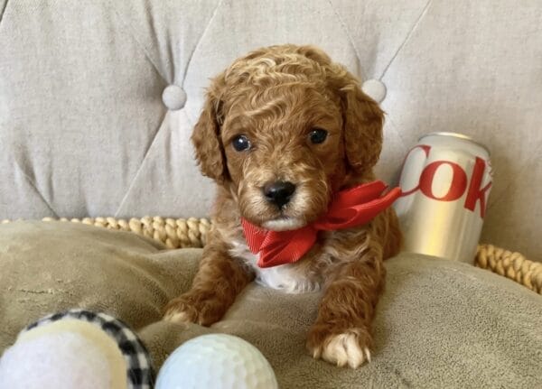 Ace - Teacup Cavapoo Boy - Image 2