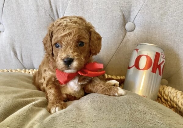 Ace - Teacup Cavapoo Boy - Image 5