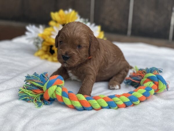 Mater - Micro Goldendoodle Boy - Image 5