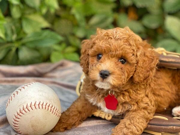 Ace - Teacup Cavapoo Boy - Image 18