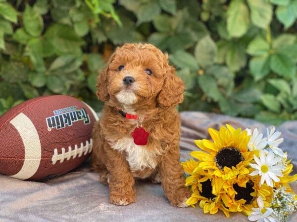 Ace - Teacup Cavapoo Boy - Image 17