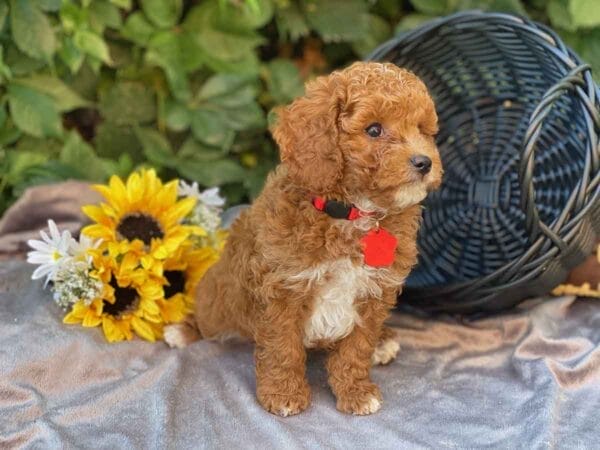 Ace - Teacup Cavapoo Boy - Image 15