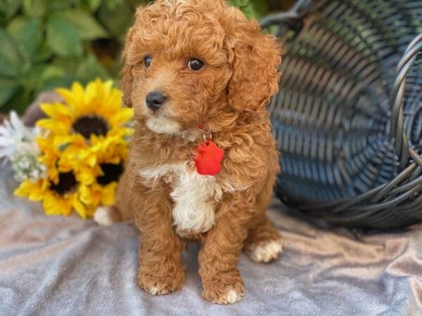 Ace - Teacup Cavapoo Boy - Image 14