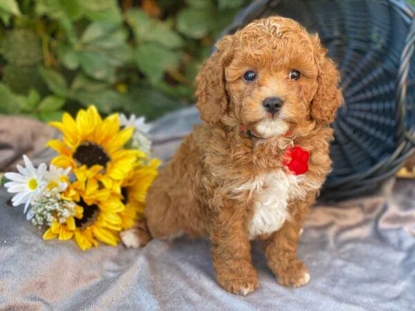 Ace - Teacup Cavapoo Boy - Image 13