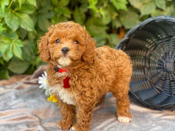 Ace - Teacup Cavapoo Boy - Image 12