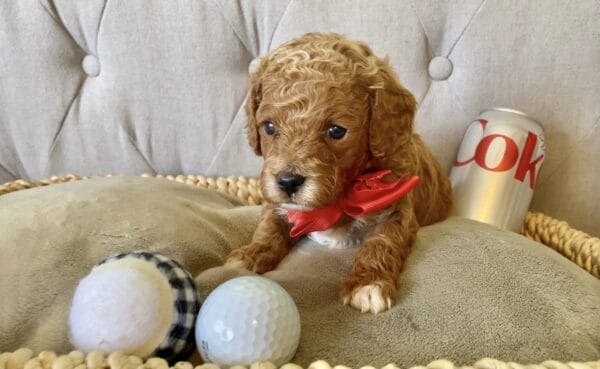 Ace - Teacup Cavapoo Boy - Image 6