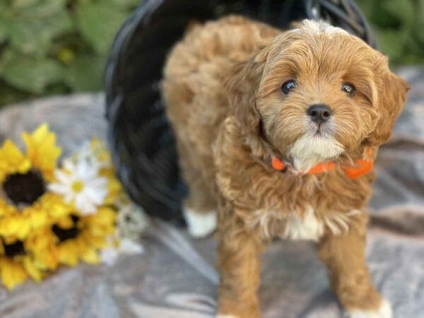 Bravo - Teacup Cavapoo Boy - Image 18