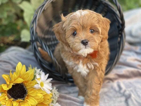 Bravo - Teacup Cavapoo Boy