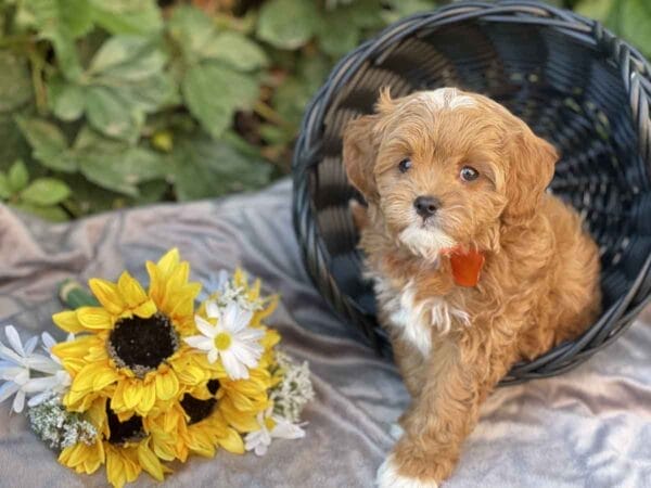 Bravo - Teacup Cavapoo Boy - Image 16