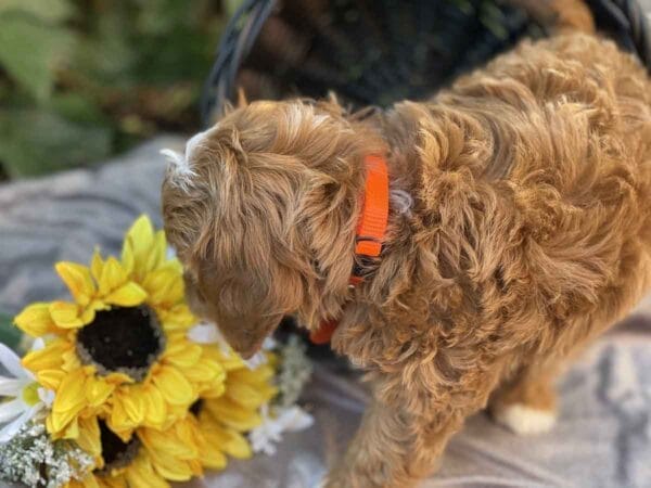 Bravo - Teacup Cavapoo Boy - Image 15