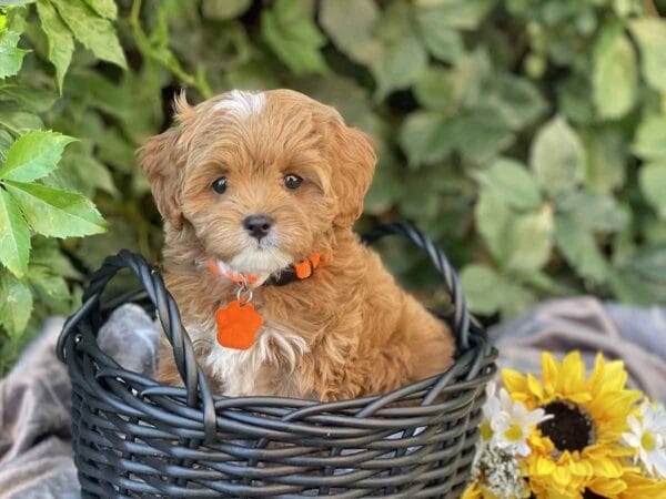 Bravo - Teacup Cavapoo Boy - Image 14