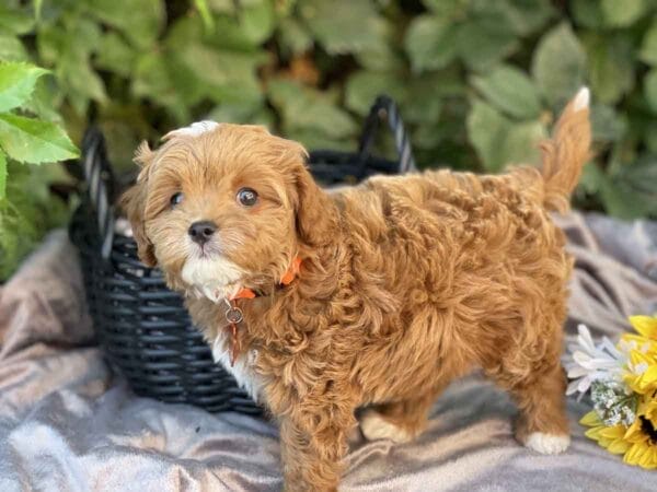 Bravo - Teacup Cavapoo Boy - Image 13