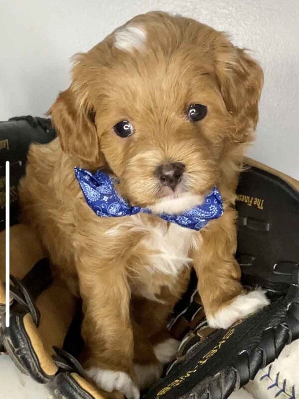 Bravo - Teacup Cavapoo Boy - Image 8