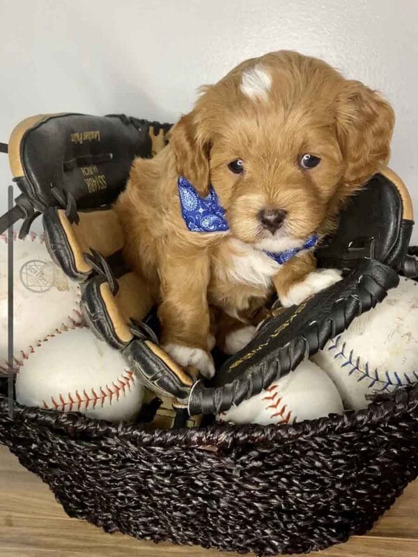 Bravo - Teacup Cavapoo Boy - Image 9