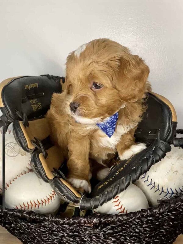 Bravo - Teacup Cavapoo Boy - Image 10