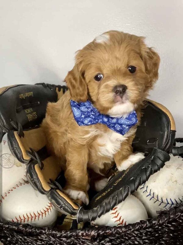 Bravo - Teacup Cavapoo Boy - Image 11