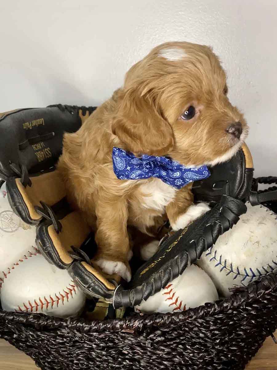 Bravo - Teacup Cavapoo Boy - Image 12