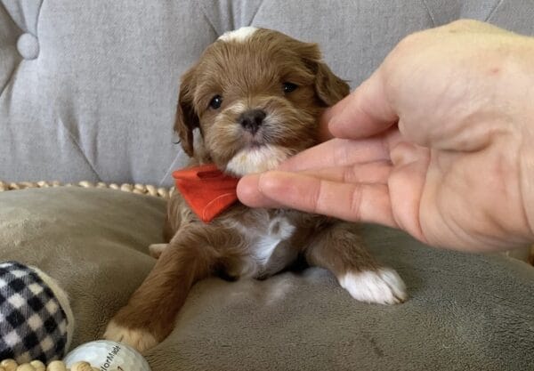 Bravo - Teacup Cavapoo Boy - Image 2