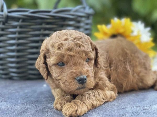 Doc Hudson - Micro Goldendoodle Boy - Image 11