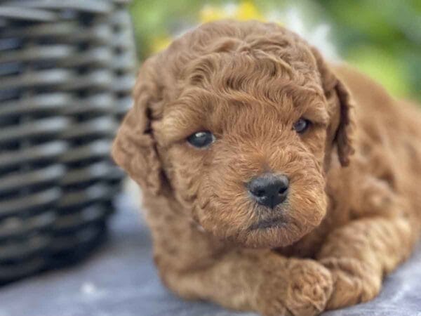 Doc Hudson - Micro Goldendoodle Boy - Image 10