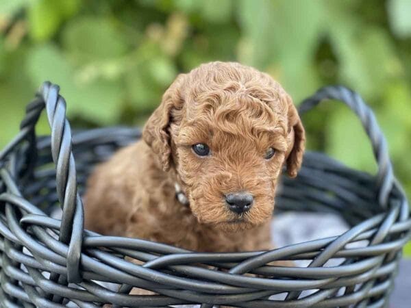 Doc Hudson - Micro Goldendoodle Boy - Image 9