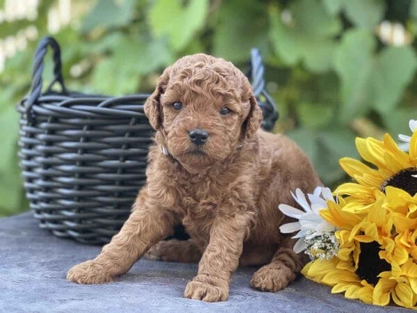 Doc Hudson - Micro Goldendoodle Boy