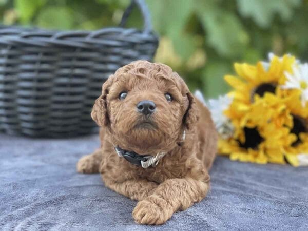 Doc Hudson - Micro Goldendoodle Boy - Image 7
