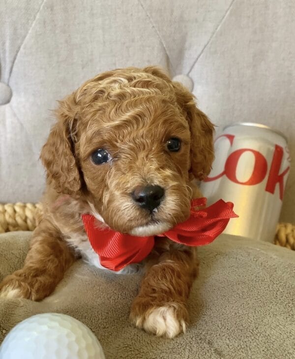 Ace - Teacup Cavapoo Boy - Image 3