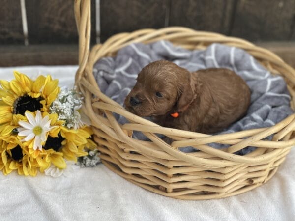 Mater - Micro Goldendoodle Boy - Image 3