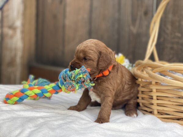 Mater - Micro Goldendoodle Boy - Image 2